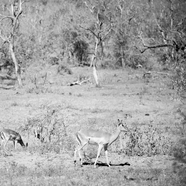Impala selvagem no arbusto de inverno — Fotografia de Stock