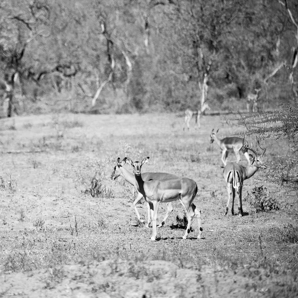 Impala selvatica nel cespuglio invernale — Foto Stock