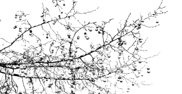 Un vecchio albero e i suoi rami nel cielo limpido — Foto Stock