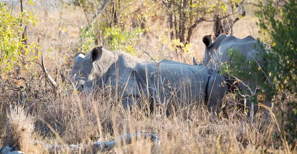 V Jižní Africe wildlife reserve a nosorožci — Stock fotografie