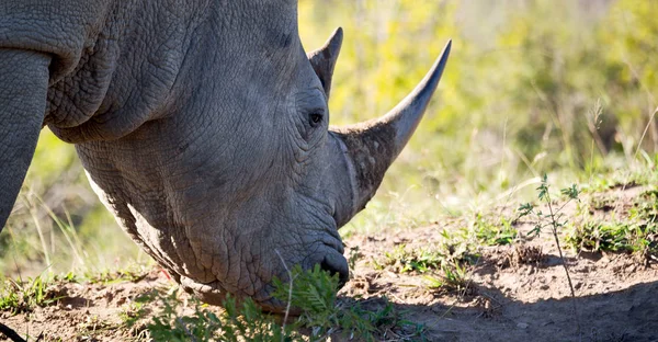 In Sudafrica riserva naturale e rinoceronte — Foto Stock