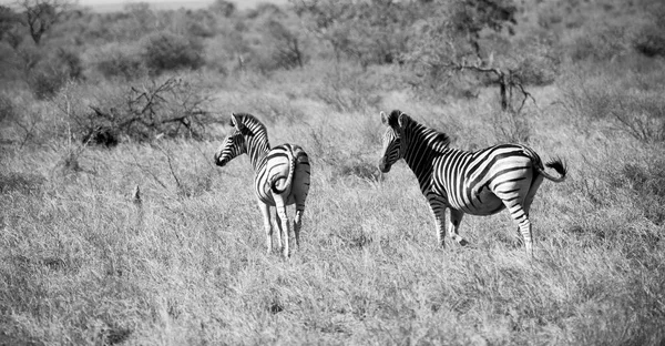 Na África do Sul reserva natural de vida selvagem e zebra — Fotografia de Stock