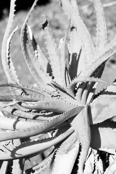 Abstract leaf of cactus plant and light — Stock Photo, Image