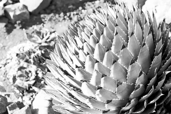 Feuille abstraite de plante de cactus et lumière — Photo