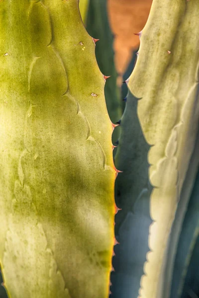 Abstract leaf of cactus plant and  light — Stock Photo, Image