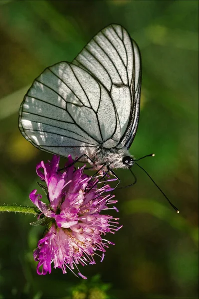 Petit Papillon Blanc Repos Vert — Photo