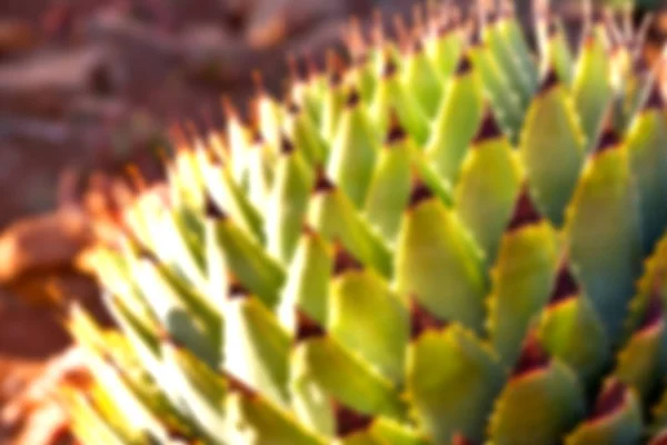 선인장 식물 및 빛의 초록 잎 — 스톡 사진