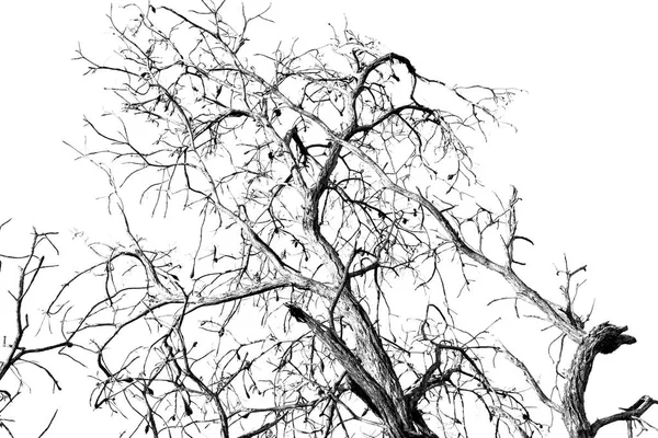 Gamla träd och hans grenar i den klara himlen — Stockfoto
