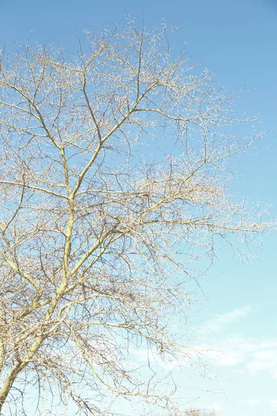 Viejo árbol y sus ramas en el cielo despejado —  Fotos de Stock