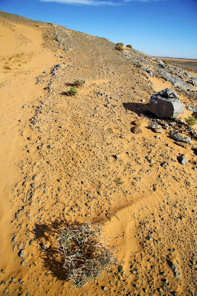 ブッシュの空の砂漠の古い化石 — ストック写真