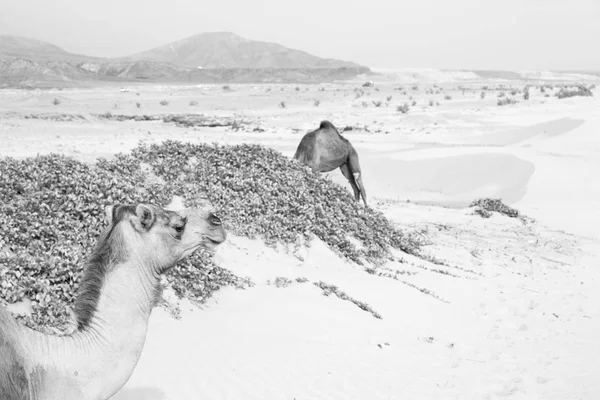 In oman quartiere vuoto del deserto un dromedario libero vicino al mare — Foto Stock