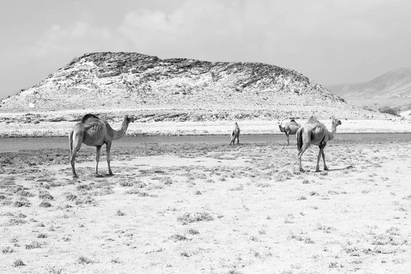 In oman cammello vuoto quartiere del deserto un dromedario libero vicino alla — Foto Stock