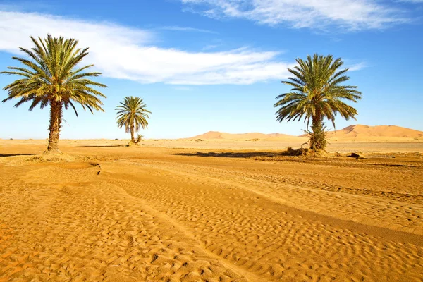 Palm Desert oasi morocco sahara Afrika  