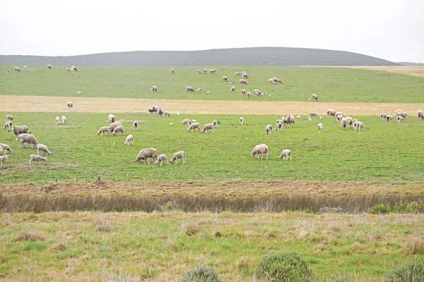Güney Afrika'da bitki toprak bush ve koyun — Stok fotoğraf