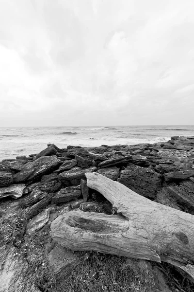 남아 프리 카 공화국 지점 죽은 나무 해안선에 — 스톡 사진