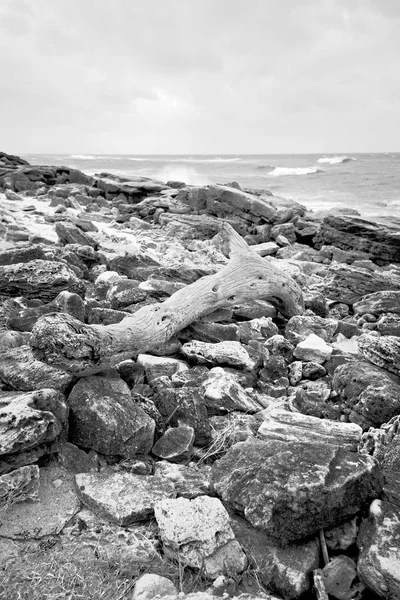 Na África do Sul ramo morto árvore litoral — Fotografia de Stock