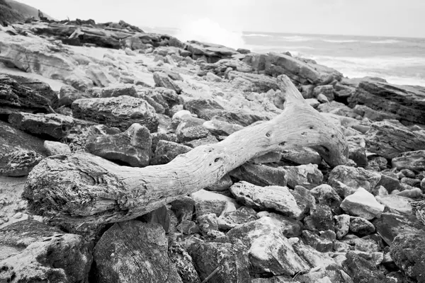 En Afrique du Sud branche arbre mort littoral — Photo