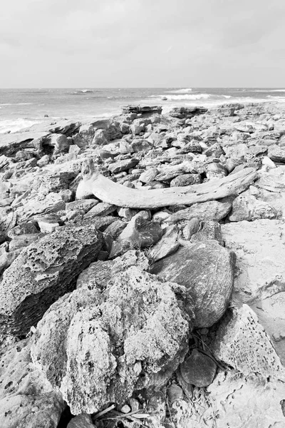 Na África do Sul ramo morto árvore litoral — Fotografia de Stock