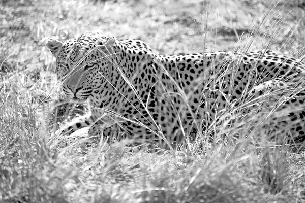 En Afrique du Sud parc naturel kruger léopard sauvage — Photo