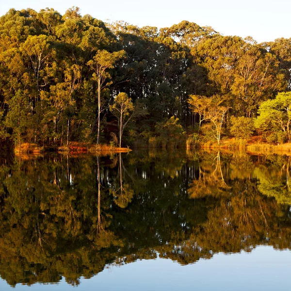De pond meer en boom reflectie in water — Stockfoto