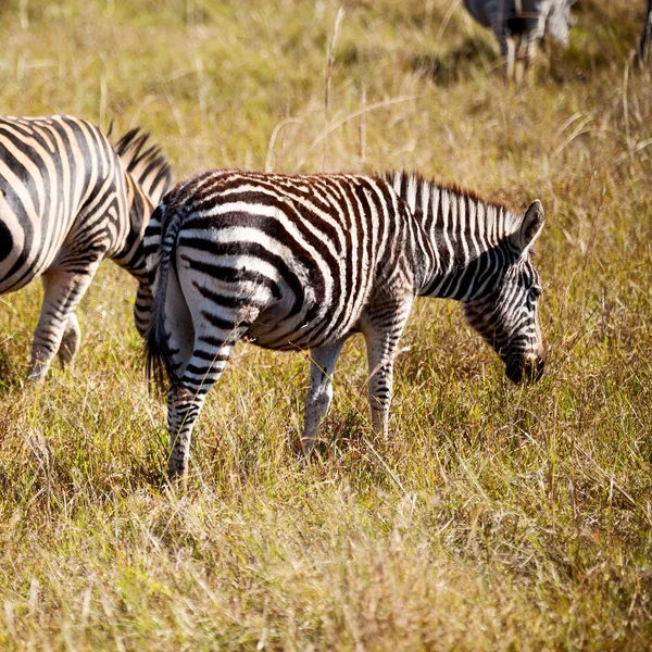 En Afrique du Sud réserve naturelle faunique et zèbre — Photo