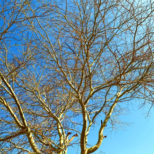 오래 된 나무와 맑은 하늘에 그의 분기 — 스톡 사진