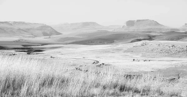 Na África do Sul arbusto terra e árvore — Fotografia de Stock