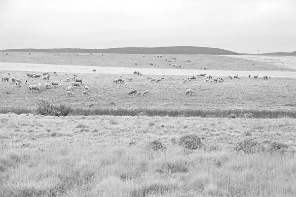 Na África do Sul planta arbusto e ovelha — Fotografia de Stock