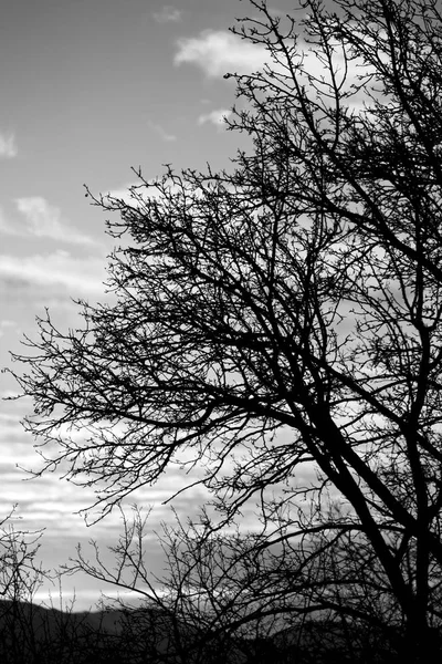 En Afrique du Sud lever du soleil près de la branche — Photo