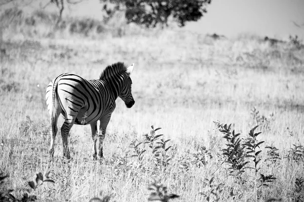 Na África do Sul reserva natural de vida selvagem e zebra — Fotografia de Stock