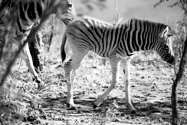 En Sudáfrica reserva natural de vida silvestre y cebra — Foto de Stock