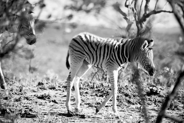 En Afrique du Sud réserve naturelle faunique et zèbre — Photo