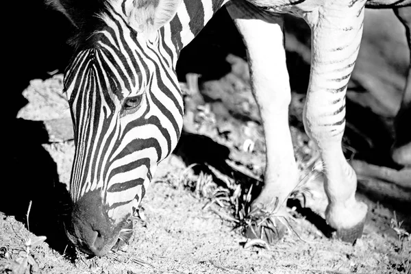 In south africa     wildlife  nature  reserve and  zebra — Stock Photo, Image