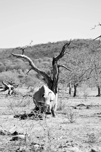 在南非野生动物保护区和犀牛 — 图库照片