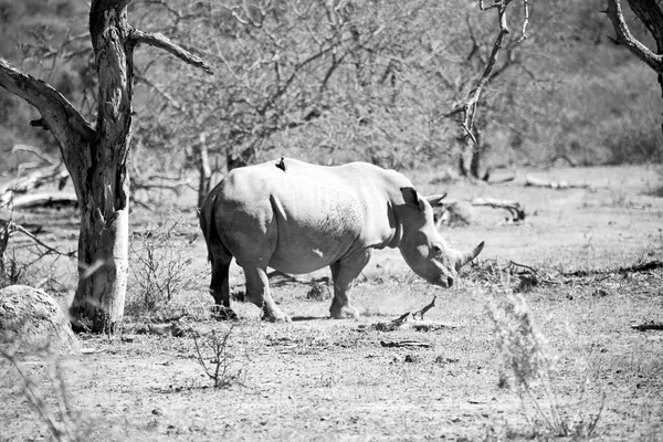 En Sudáfrica reserva de vida silvestre y rinocerontes —  Fotos de Stock