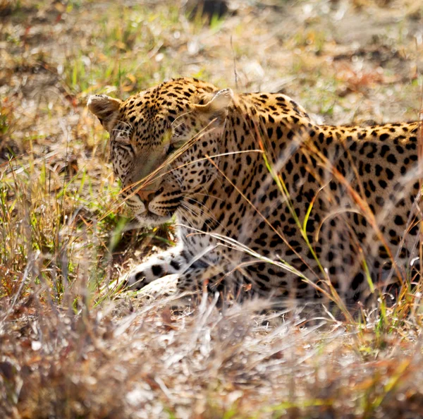 Im südafrikanischen kruger naturpark wilder leopard — Stockfoto