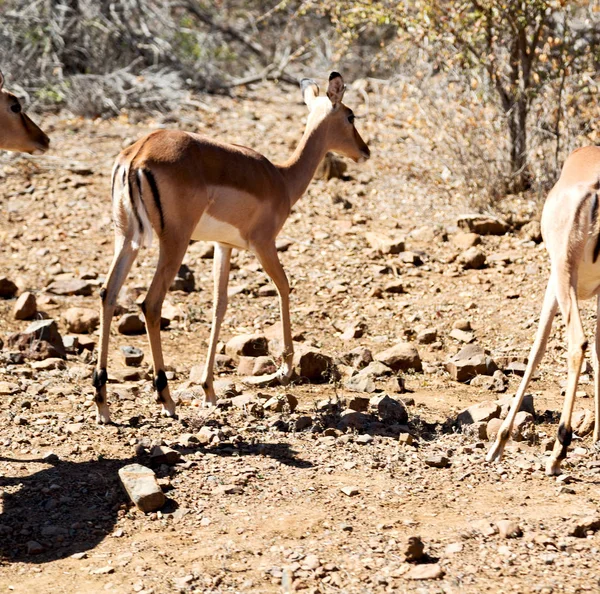 Impala selvagem no arbusto de inverno — Fotografia de Stock