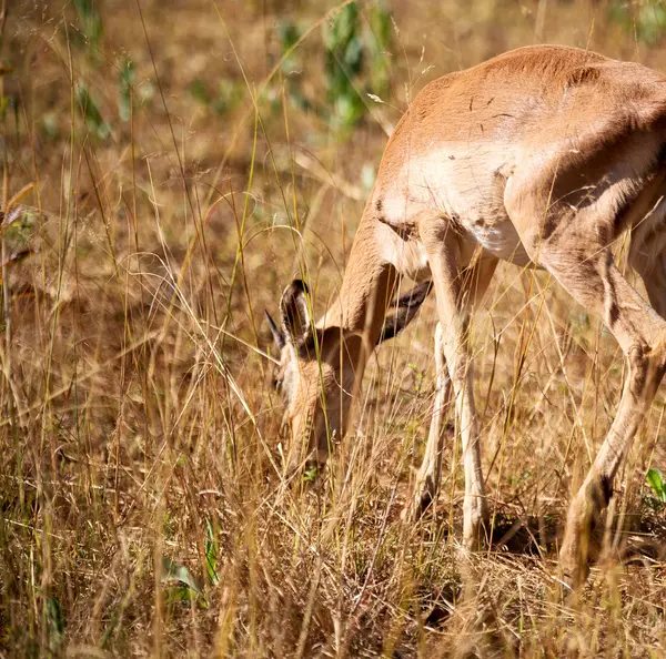 Impala silvestre en el arbusto de invierno —  Fotos de Stock