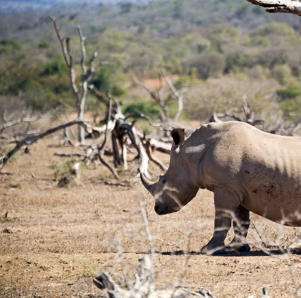 În rezervația de faună sălbatică din Africa de Sud și rinoceri — Fotografie, imagine de stoc