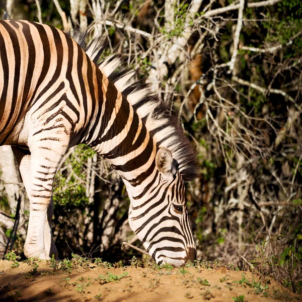 În Africa de Sud rezervație naturală sălbatică și zebră — Fotografie, imagine de stoc
