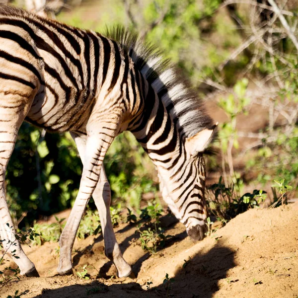 En Afrique du Sud réserve naturelle faunique et zèbre — Photo