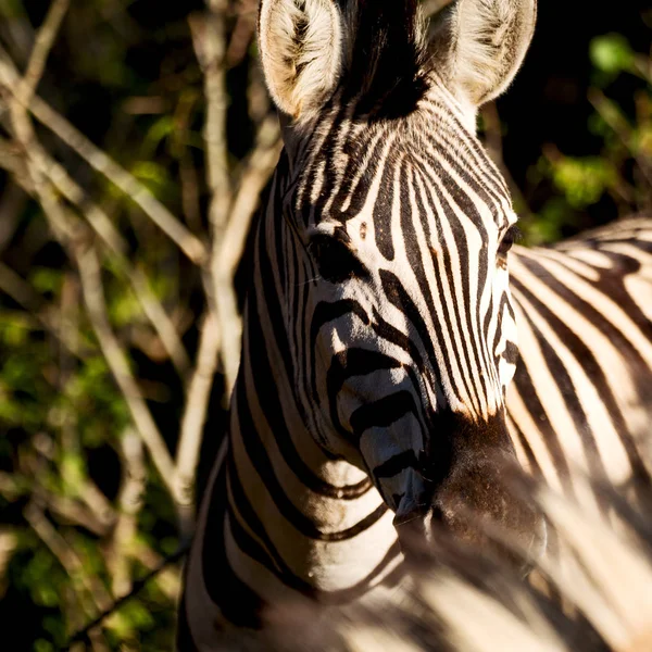 Güney Afrika yaban hayatı doğa rezerv ve zebra — Stok fotoğraf