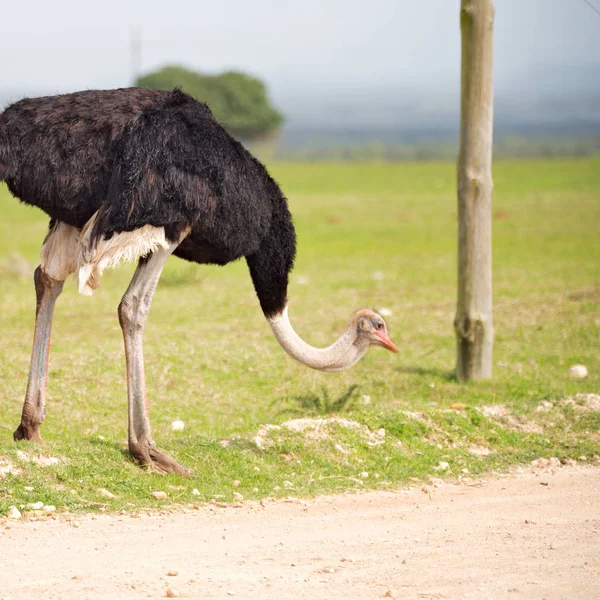 En Sudáfrica reserva natural de vida silvestre y avestruz —  Fotos de Stock