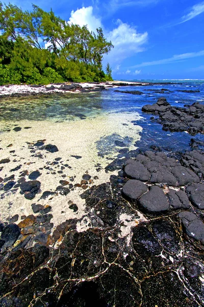 Árbol Algas Playa Zanzíbar — Foto de Stock