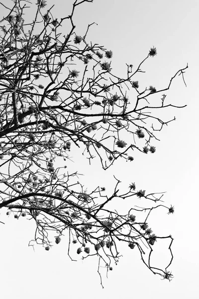 Primo piano di pianta di fiore e cielo limpido — Foto Stock