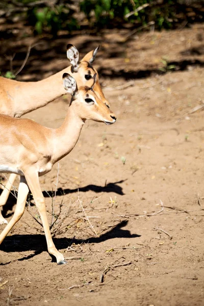 Impala silvestre en el arbusto de invierno —  Fotos de Stock