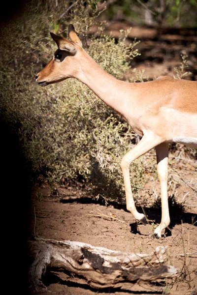 Impala silvestre en el arbusto de invierno —  Fotos de Stock