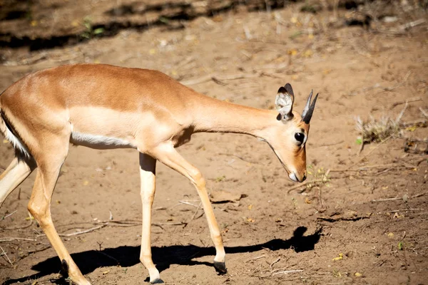 Impala silvestre en el arbusto de invierno —  Fotos de Stock