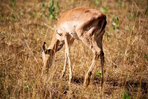 Impala silvestre en el arbusto de invierno —  Fotos de Stock