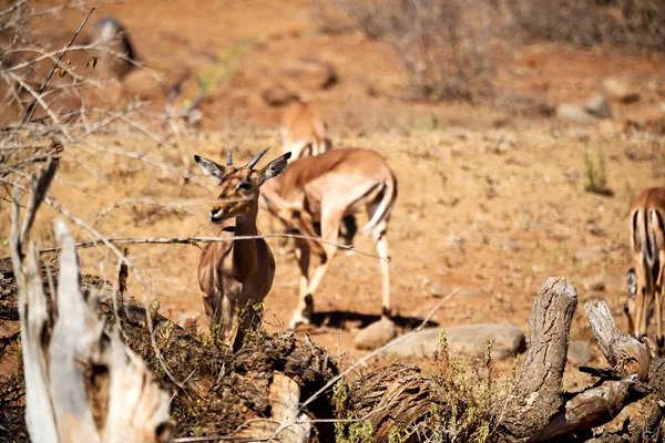 Impala selvatica nel cespuglio invernale — Foto Stock